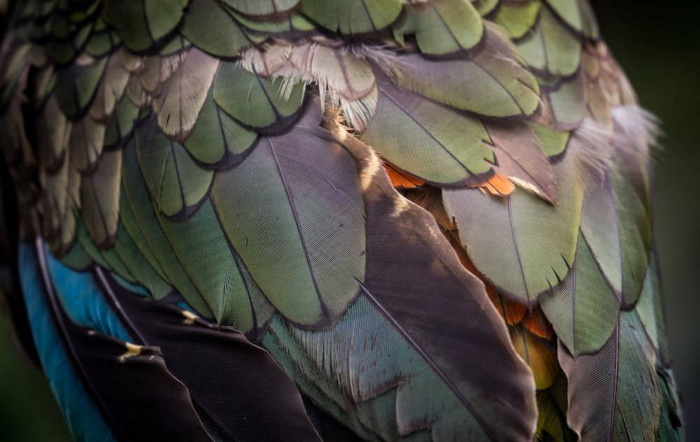 Kea Feather Closeup